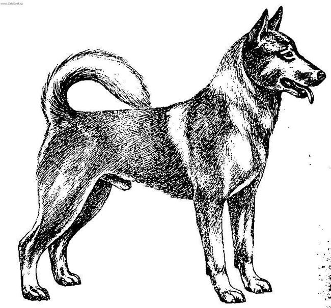 Ханаанская внешность собаки и структура конечностей
